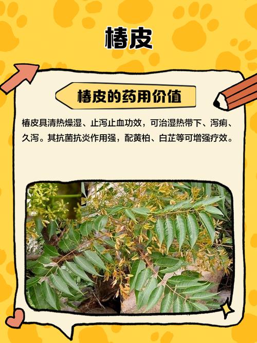 椿树皮的功效与作用，椿树皮的功效与作用及药用价值-第2张图片-优品飞百科