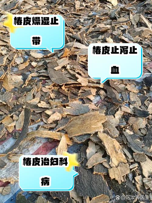 椿树皮的功效与作用，椿树皮的功效与作用及药用价值-第4张图片-优品飞百科