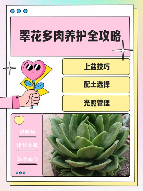 翠晃冠的养殖方法和注意事项？翠晃冠和绯花玉的区别？