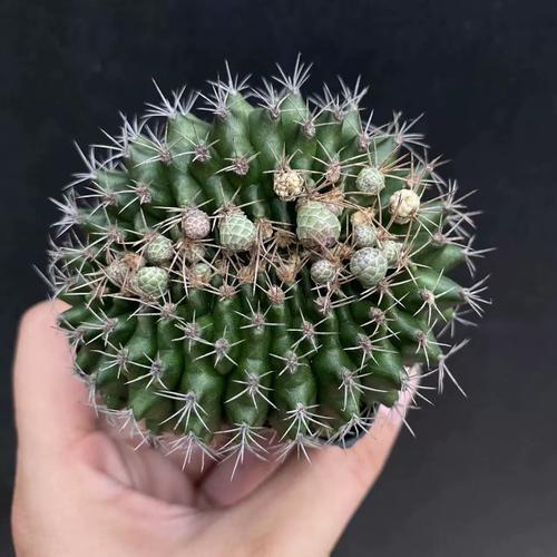 翠晃冠的养殖方法和注意事项？翠晃冠和绯花玉的区别？-第2张图片-优品飞百科