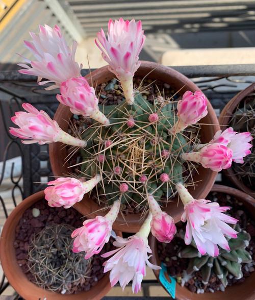 翠晃冠的养殖方法和注意事项？翠晃冠和绯花玉的区别？-第3张图片-优品飞百科