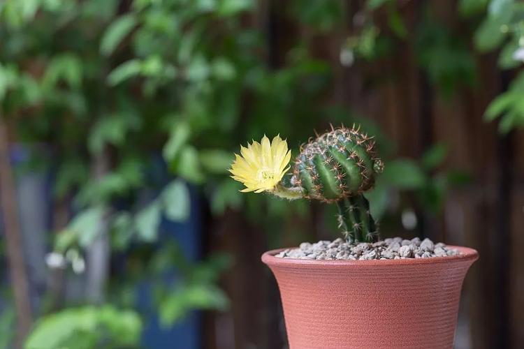 翠晃冠的养殖方法和注意事项？翠晃冠和绯花玉的区别？-第4张图片-优品飞百科