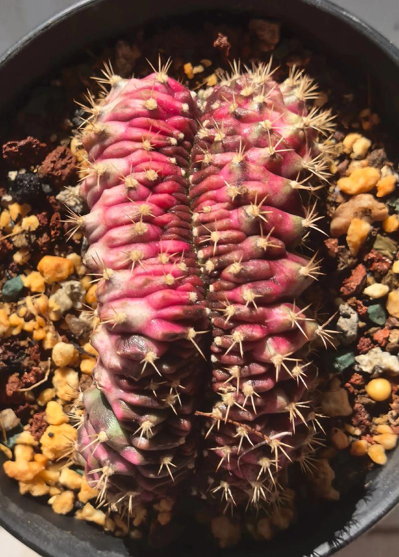 翠晃冠的养殖方法和注意事项？翠晃冠和绯花玉的区别？-第5张图片-优品飞百科