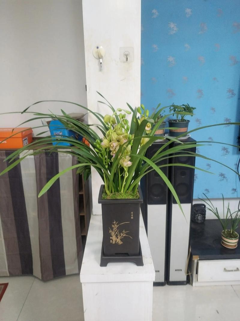 兰花可以放在客厅吗，兰花能摆在客厅吗