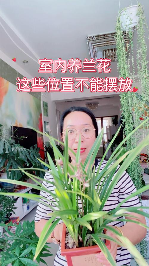 兰花可以放在客厅吗，兰花能摆在客厅吗-第2张图片-优品飞百科