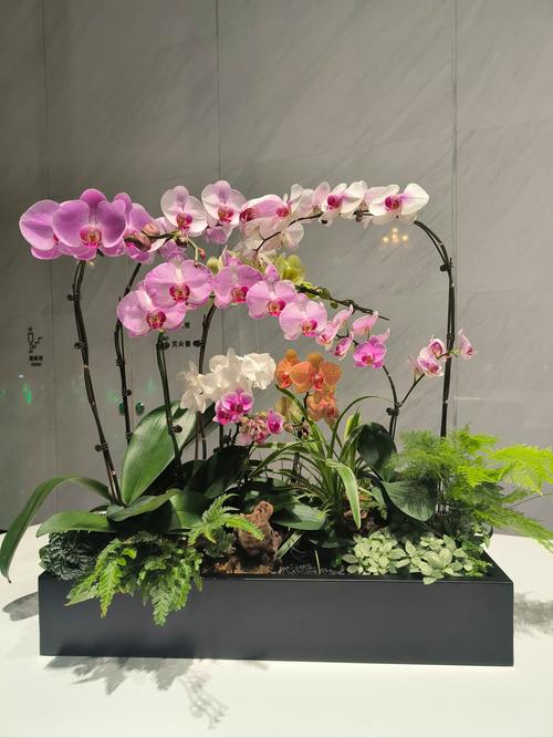 兰花可以放在客厅吗，兰花能摆在客厅吗-第3张图片-优品飞百科