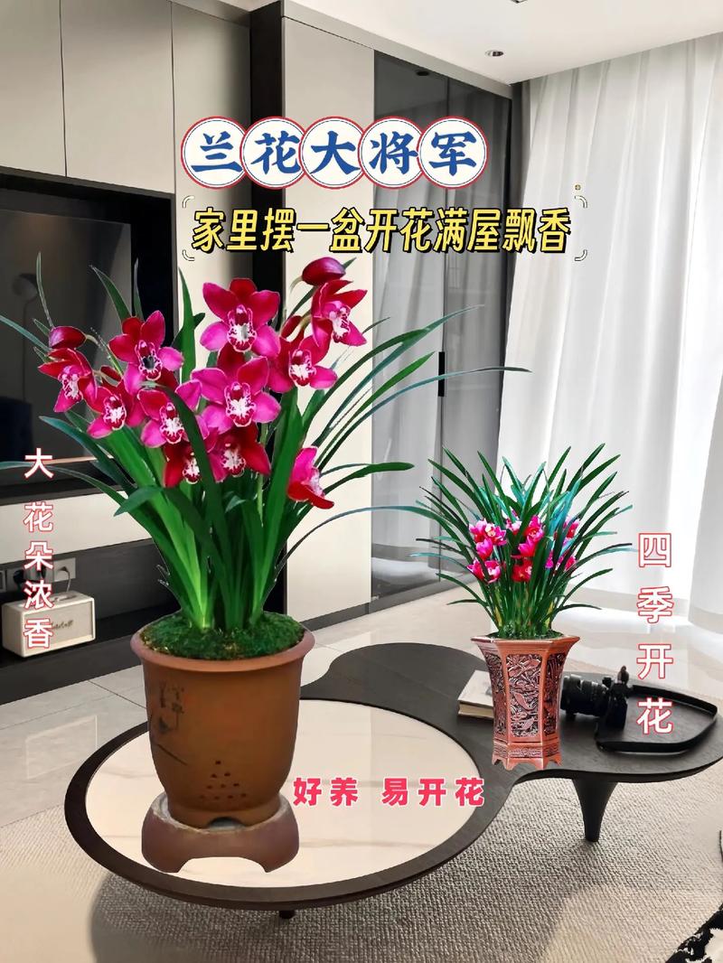 兰花可以放在客厅吗，兰花能摆在客厅吗-第5张图片-优品飞百科