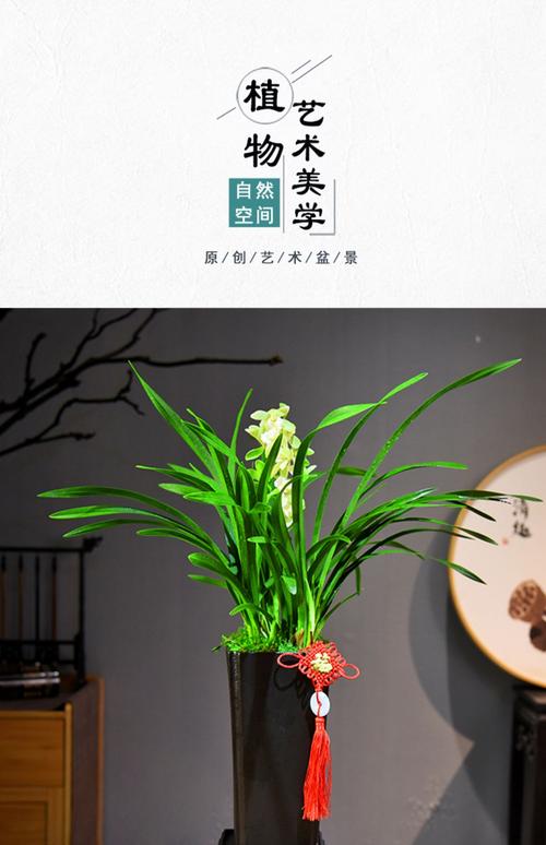 兰花可以放在客厅吗，兰花能摆在客厅吗-第6张图片-优品飞百科