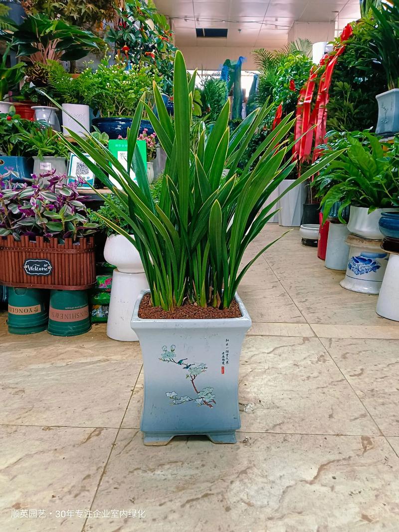 兰花可以放在客厅吗，兰花能摆在客厅吗-第7张图片-优品飞百科