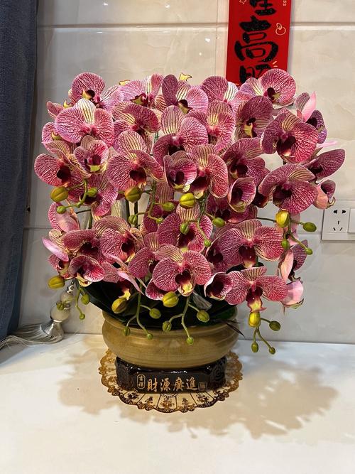 兰花可以放在客厅吗，兰花能摆在客厅吗-第8张图片-优品飞百科