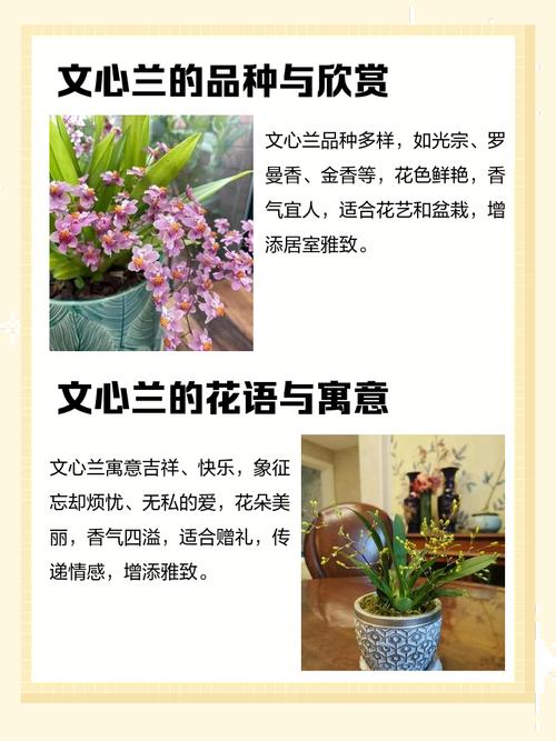 文心兰的功效与作用，文心兰的功效与作用是什么？-第1张图片-优品飞百科