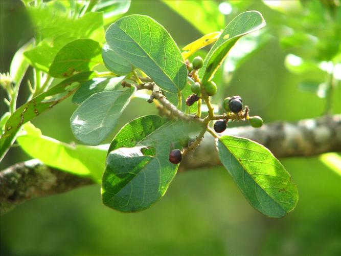 五月茶有哪些功效与作用？五月茶有哪些功效与作用禁忌？-第1张图片-优品飞百科