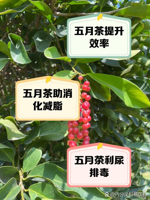 五月茶有哪些功效与作用？五月茶有哪些功效与作用禁忌？-第2张图片-优品飞百科