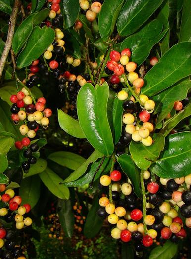 五月茶有哪些功效与作用？五月茶有哪些功效与作用禁忌？-第3张图片-优品飞百科