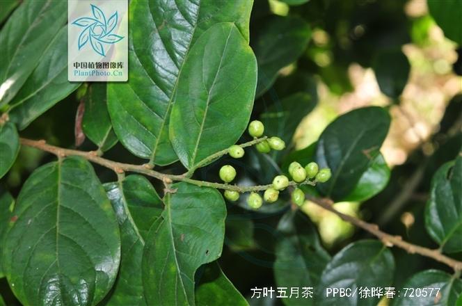 五月茶有哪些功效与作用？五月茶有哪些功效与作用禁忌？-第6张图片-优品飞百科