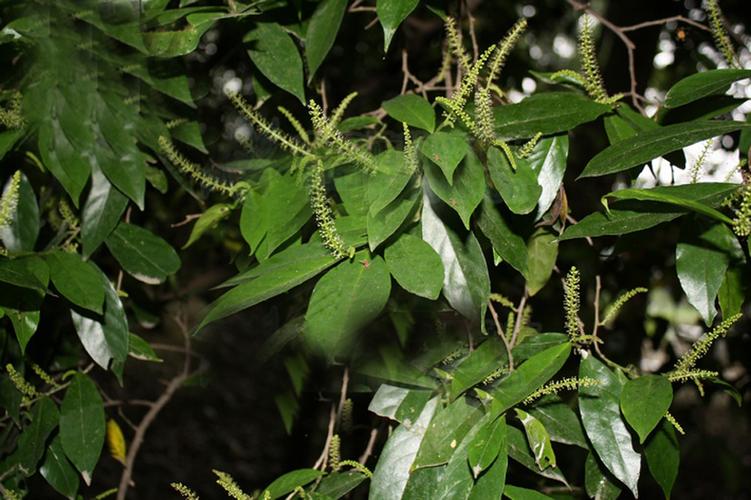 五月茶有哪些功效与作用？五月茶有哪些功效与作用禁忌？-第7张图片-优品飞百科