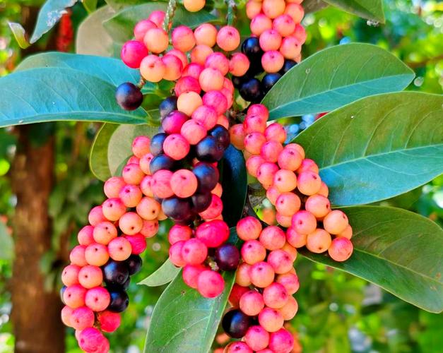 五月茶有哪些功效与作用？五月茶有哪些功效与作用禁忌？-第8张图片-优品飞百科