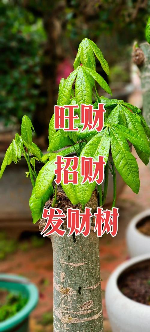 摇钱树的花语和文化象征，摇钱树寓意风水？