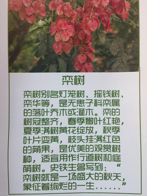摇钱树的花语和文化象征，摇钱树寓意风水？-第2张图片-优品飞百科