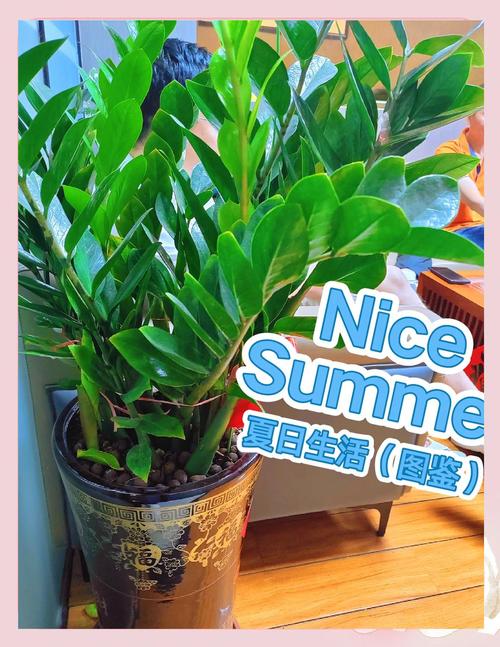 摇钱树的花语和文化象征，摇钱树寓意风水？-第3张图片-优品飞百科