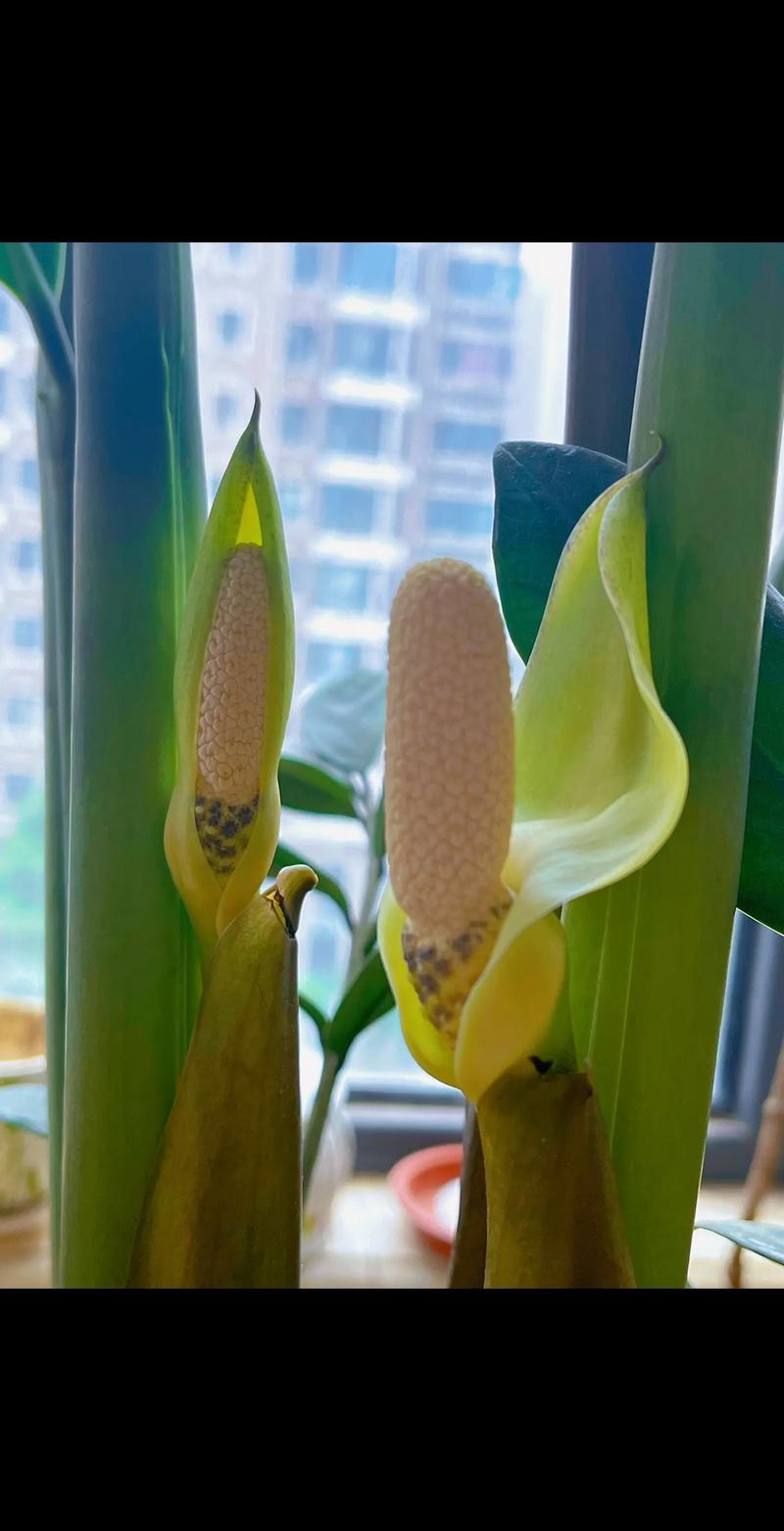 摇钱树的花语和文化象征，摇钱树寓意风水？-第4张图片-优品飞百科