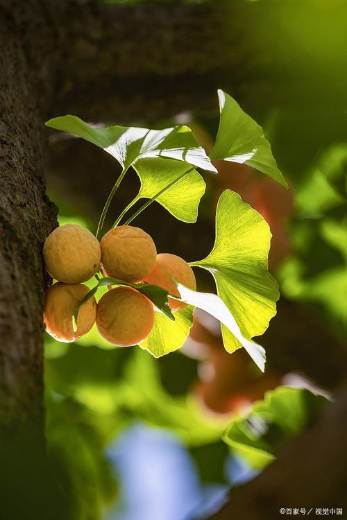 银杏是什么植物，银杏属于哪类植物，银杏是啥子植物