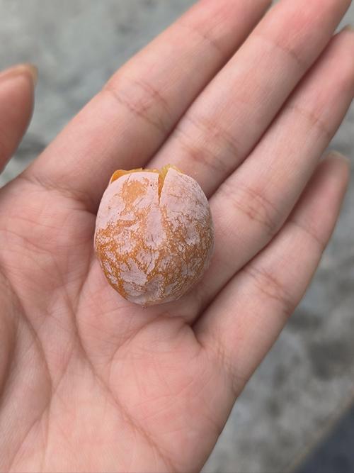 银杏是什么植物，银杏属于哪类植物，银杏是啥子植物-第2张图片-优品飞百科