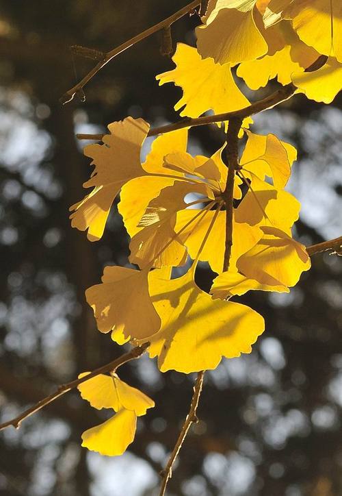 银杏是什么植物，银杏属于哪类植物，银杏是啥子植物-第3张图片-优品飞百科