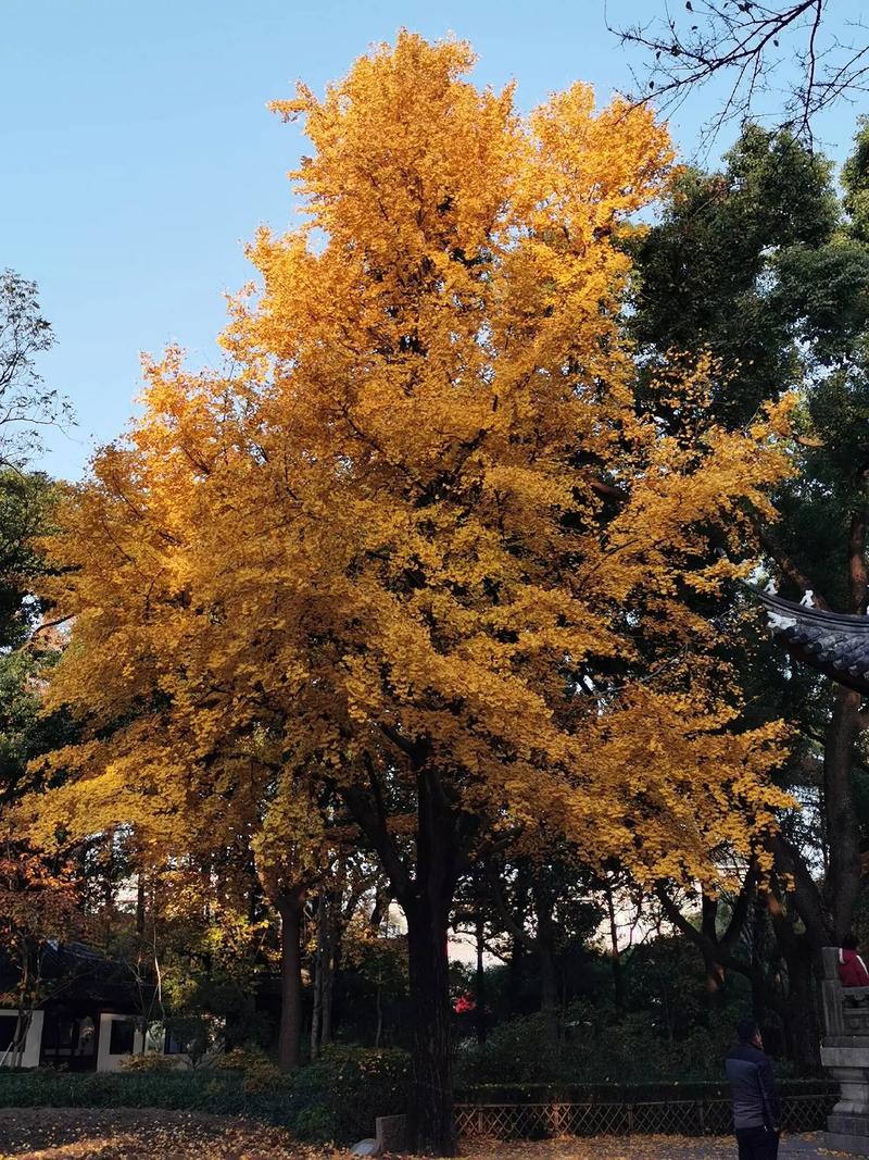 银杏是什么植物，银杏属于哪类植物，银杏是啥子植物-第4张图片-优品飞百科