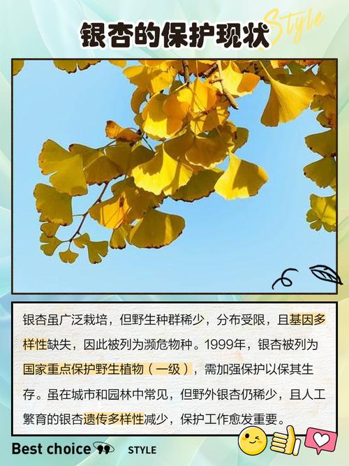 银杏是什么植物，银杏属于哪类植物，银杏是啥子植物-第5张图片-优品飞百科