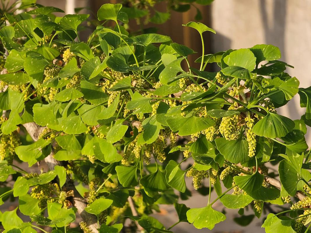 银杏是什么植物，银杏属于哪类植物，银杏是啥子植物-第6张图片-优品飞百科