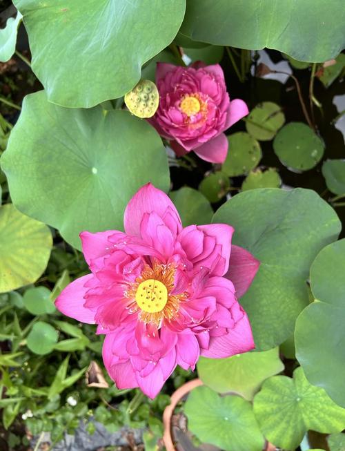 莲花代表什么象征意义，莲花的吉祥寓意-第3张图片-优品飞百科