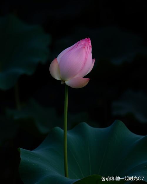 莲花代表什么象征意义，莲花的吉祥寓意-第4张图片-优品飞百科