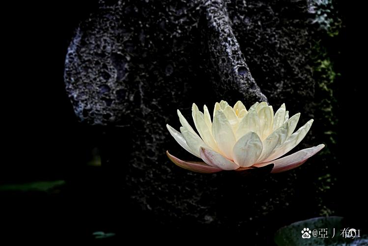 莲花代表什么象征意义，莲花的吉祥寓意-第5张图片-优品飞百科