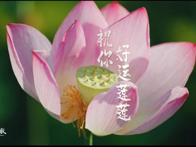 莲花代表什么象征意义，莲花的吉祥寓意-第6张图片-优品飞百科