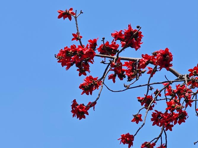 木棉花有毒吗，木棉花有毒吗?可以在室内养吗?？-第1张图片-优品飞百科