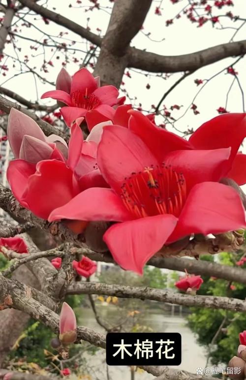 木棉花有毒吗，木棉花有毒吗?可以在室内养吗?？-第3张图片-优品飞百科