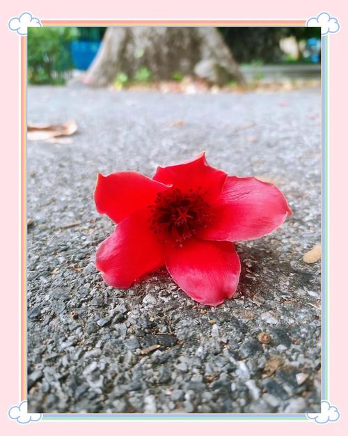 木棉花有毒吗，木棉花有毒吗?可以在室内养吗?？-第4张图片-优品飞百科