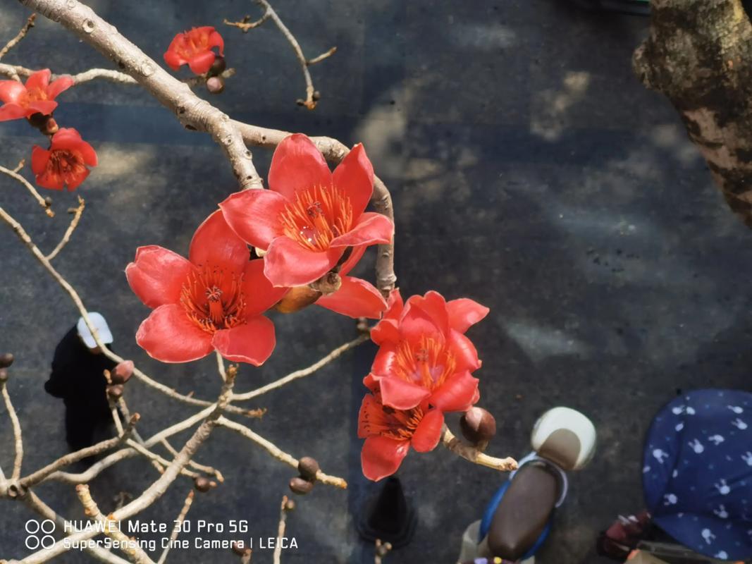 木棉花有毒吗，木棉花有毒吗?可以在室内养吗?？-第5张图片-优品飞百科