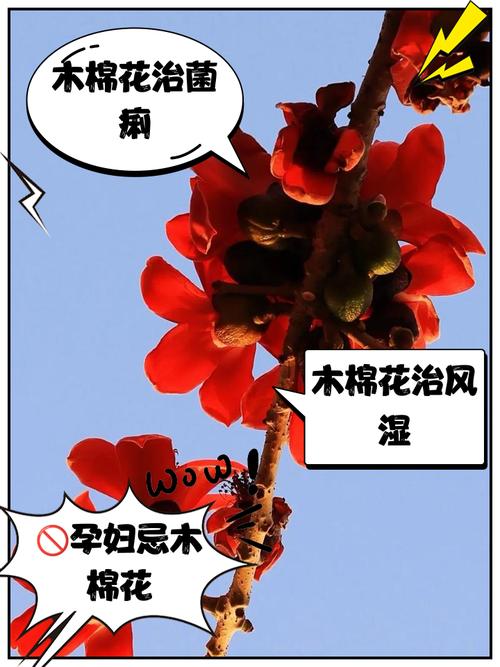 木棉花有毒吗，木棉花有毒吗?可以在室内养吗?？-第8张图片-优品飞百科