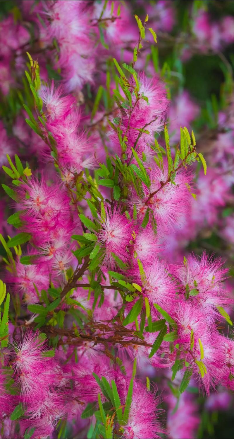 合欢花有毒吗，合欢花有毒吗对肝损伤吗？-第1张图片-优品飞百科