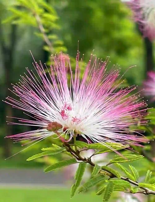 合欢花有毒吗，合欢花有毒吗对肝损伤吗？-第2张图片-优品飞百科