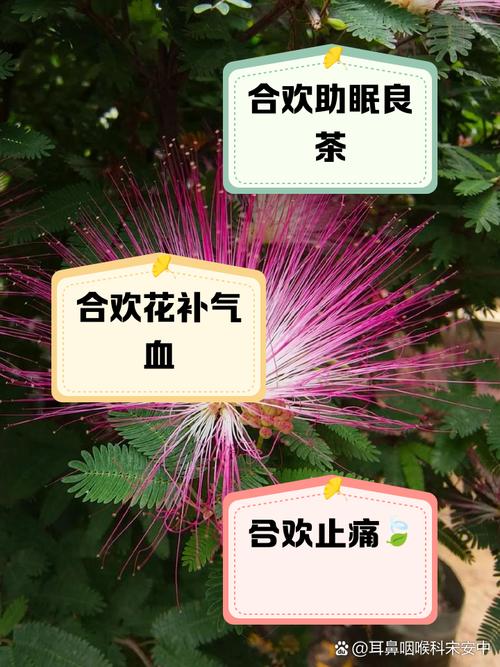 合欢花有毒吗，合欢花有毒吗对肝损伤吗？-第3张图片-优品飞百科