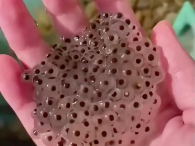 罗勒籽怎么吃？罗勒籽怎么读？-第2张图片-优品飞百科