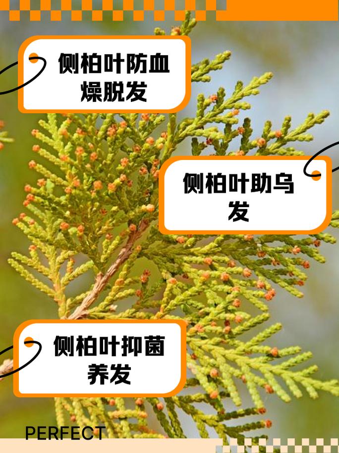 侧柏叶的功效与作用,何首乌的功效与作用-第1张图片-优品飞百科 侧柏叶的功效与作用,何首乌的功效与作用-第1张图片-优品飞百科