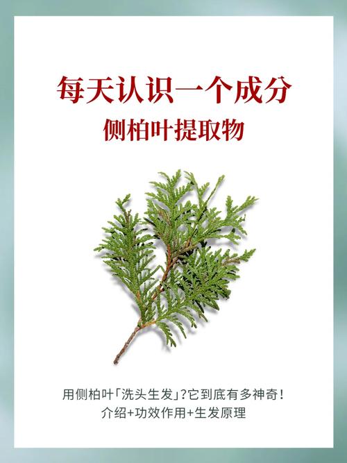 侧柏叶的功效与作用,何首乌的功效与作用-第2张图片-优品飞百科 侧柏叶的功效与作用,何首乌的功效与作用-第2张图片-优品飞百科