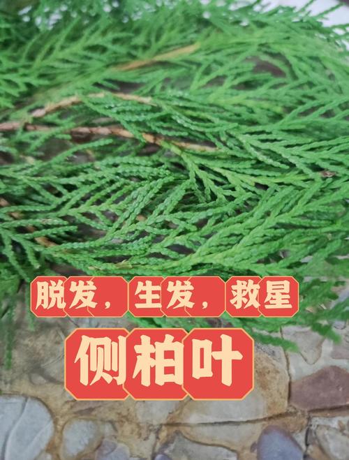 侧柏叶的功效与作用,何首乌的功效与作用-第5张图片-优品飞百科 侧柏叶的功效与作用,何首乌的功效与作用-第5张图片-优品飞百科