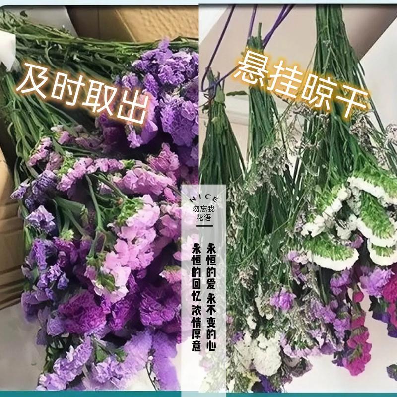 勿忘我可以放在卧室吗？勿忘我能放在卧室里吗？-第2张图片-优品飞百科