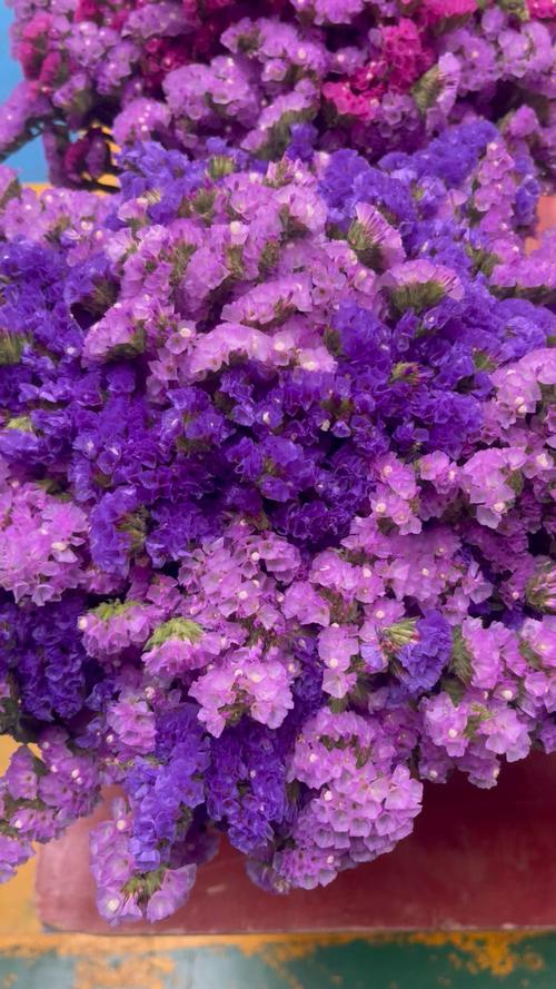 勿忘我可以放在卧室吗？勿忘我能放在卧室里吗？-第4张图片-优品飞百科