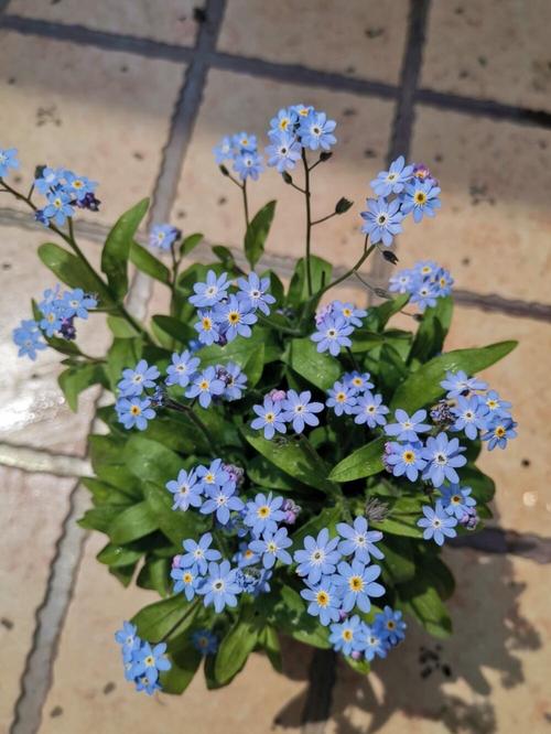 勿忘我可以放在卧室吗？勿忘我能放在卧室里吗？-第5张图片-优品飞百科